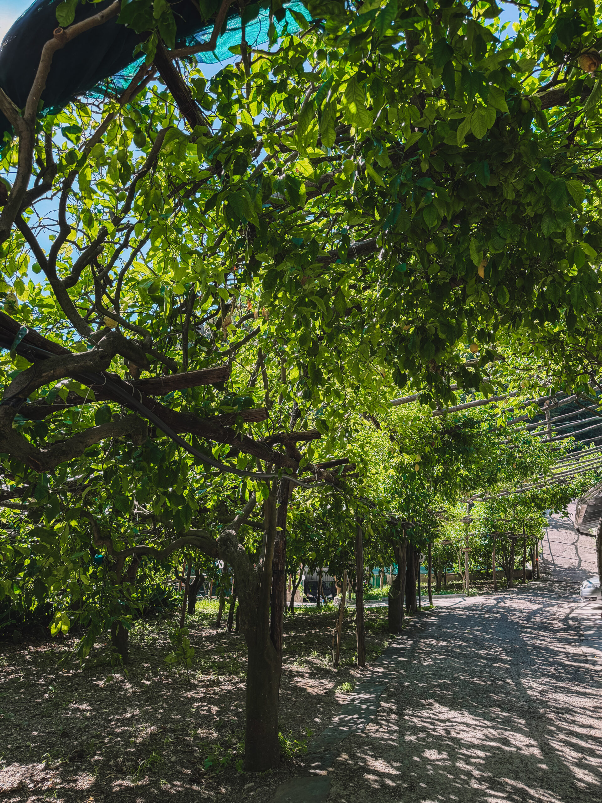 Pathway lined with lemon trees at a lemon farm on the Amalfi Coast in Italy.