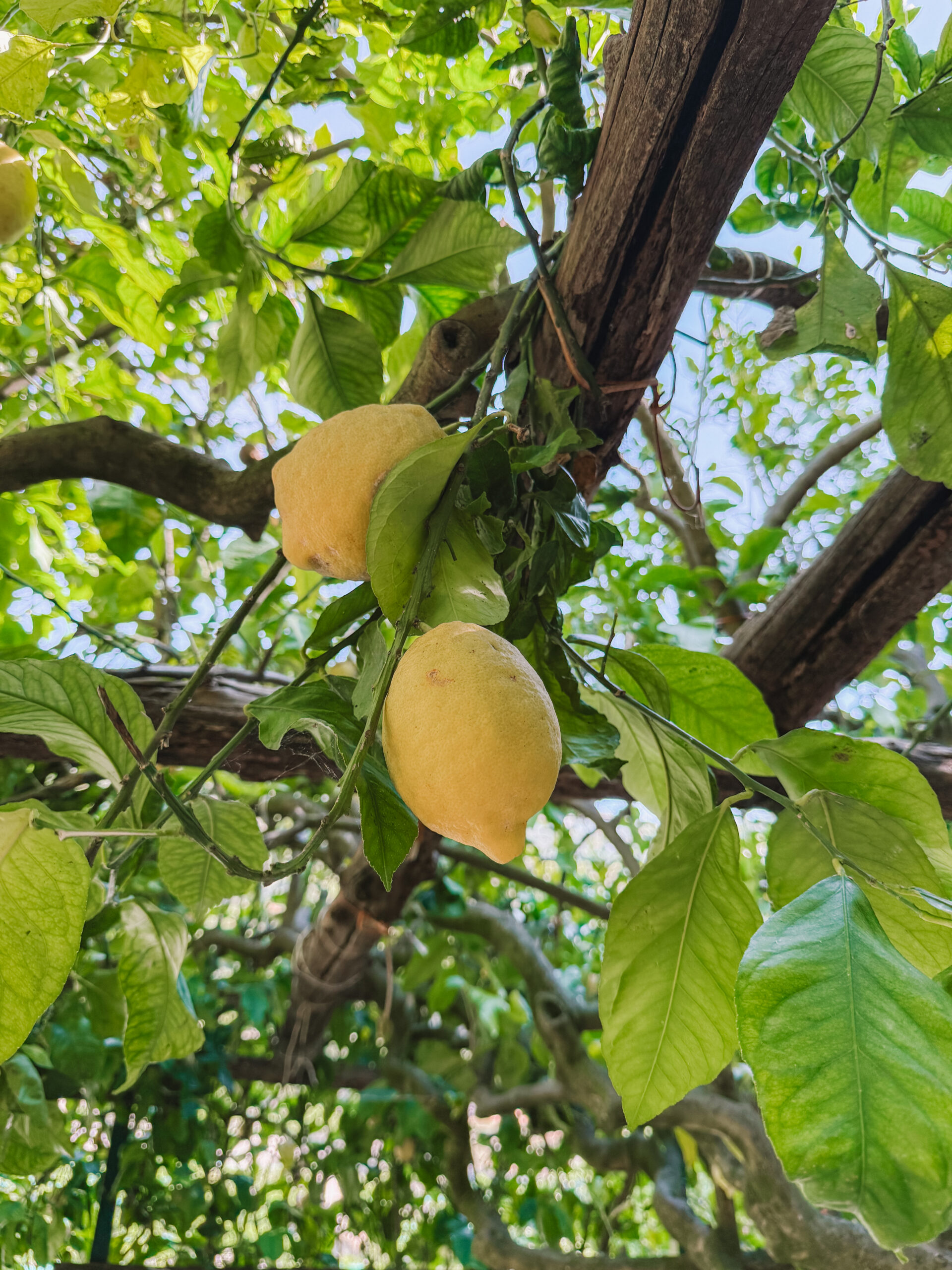 Fresh lemons growing on trees during an Amalfi Coast lemon farm tour