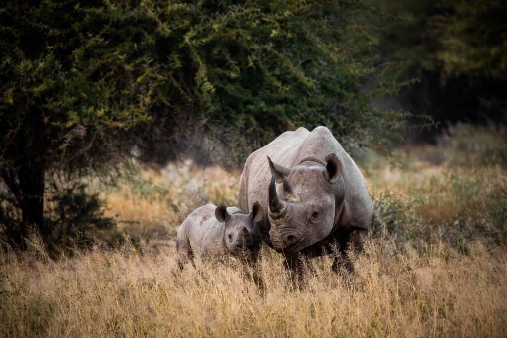 A protective rhinoceros mother stands beside her calf in south africa.