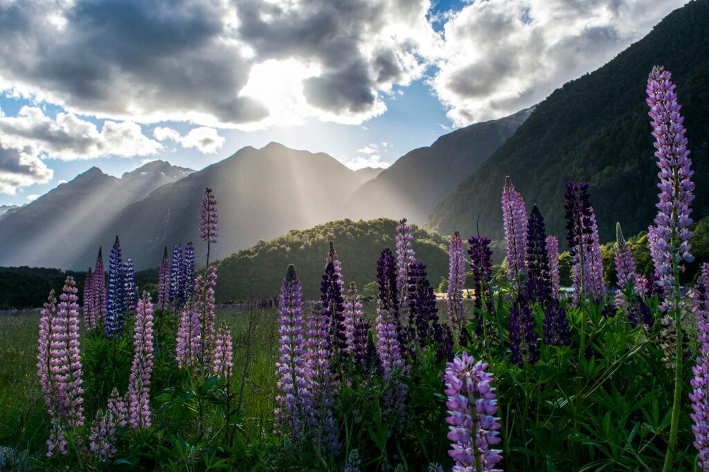 Alpine meadow with mountains in the background, sunlight shining on vibrant purple lupines. The perfect solo female travel destination in New Zealand.